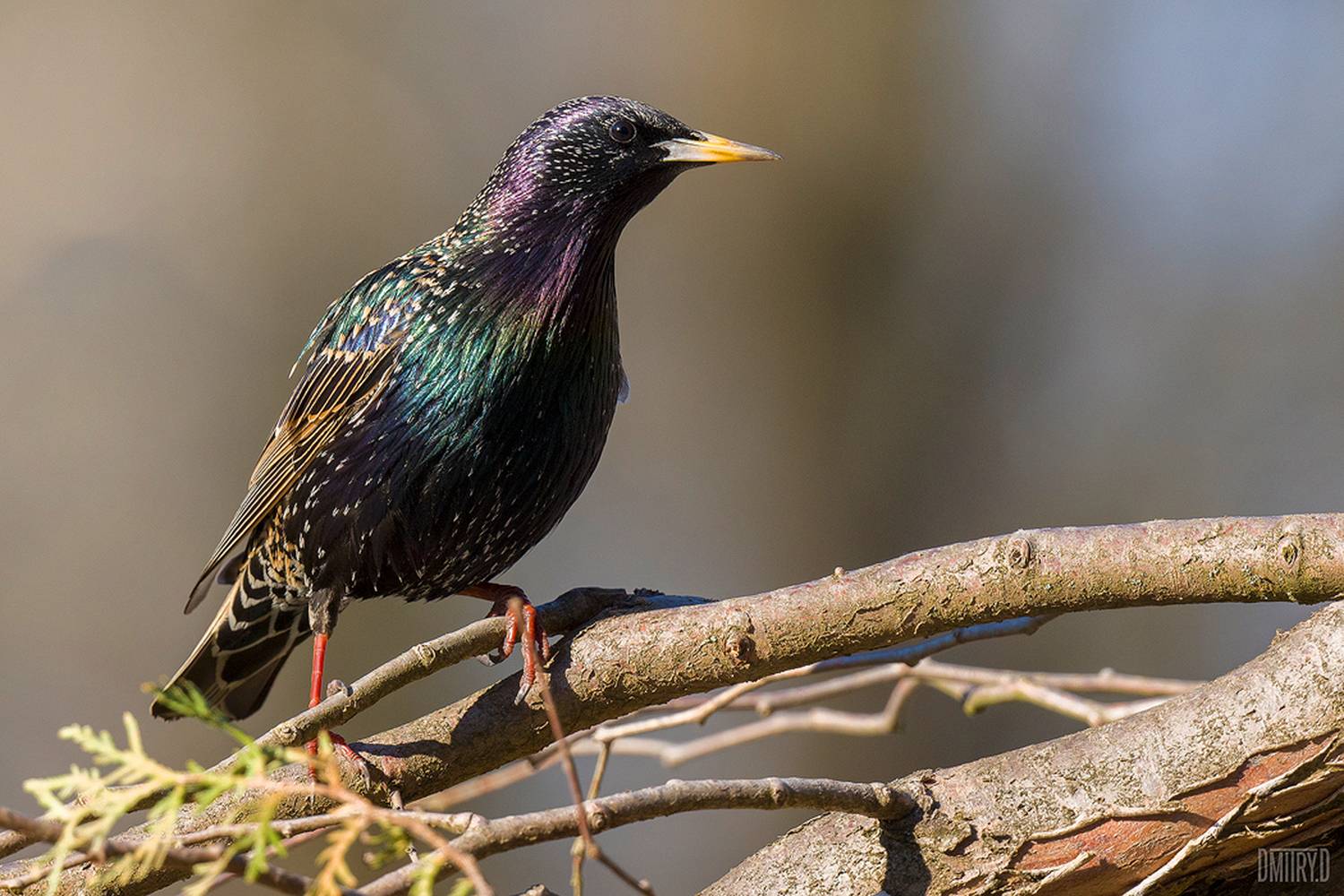 скворец,, Дмитрий Доронин