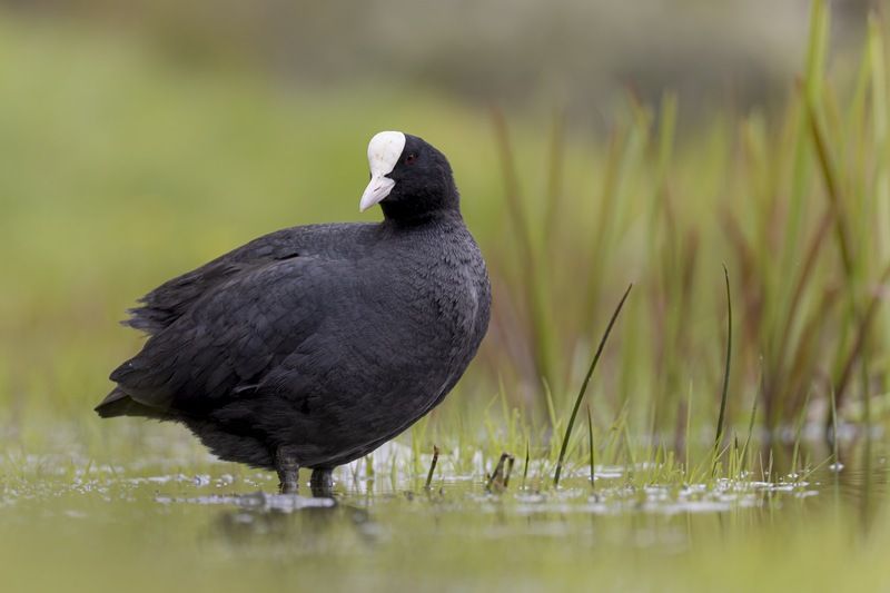 лысуха, птицы Лысуха фото превью