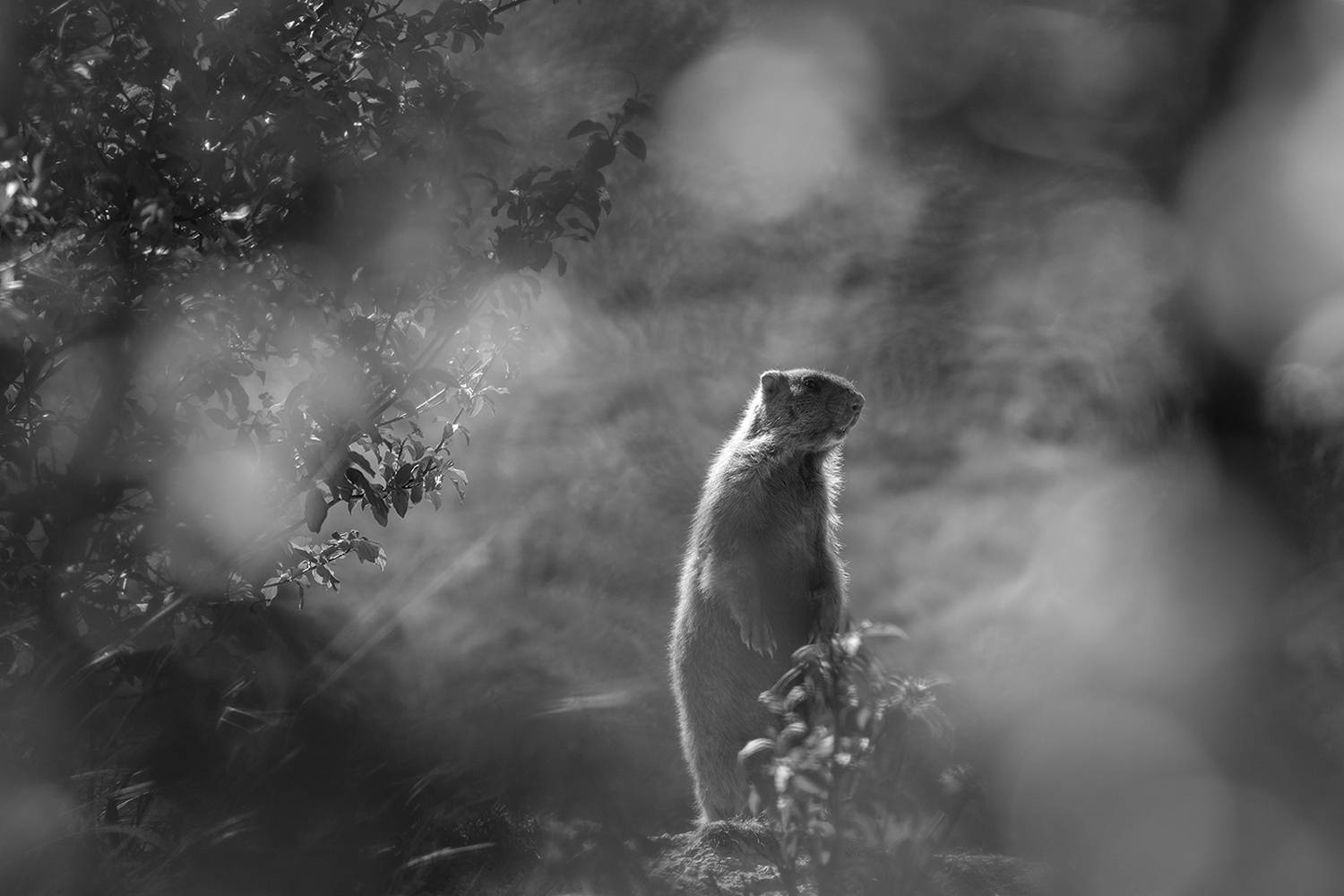 байбак, животные, природа, сурок, Рыжков Роман