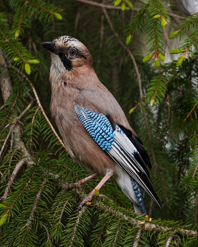 Сойкина фотосессия фото превью