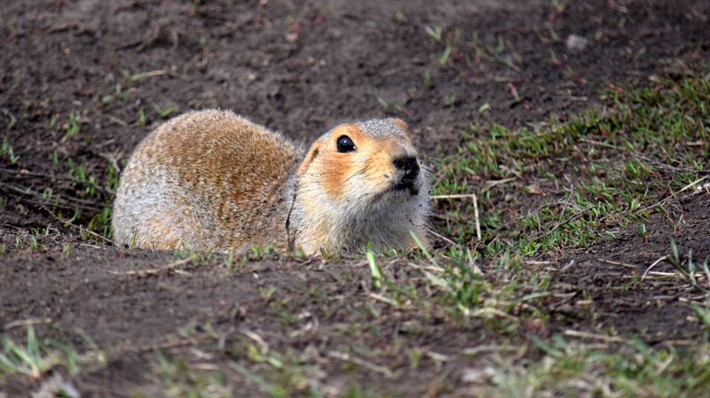 Суслик фото превью