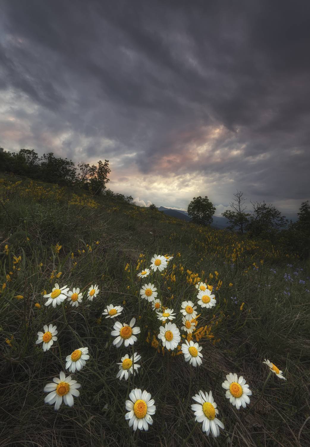 , Маджаров Костадин