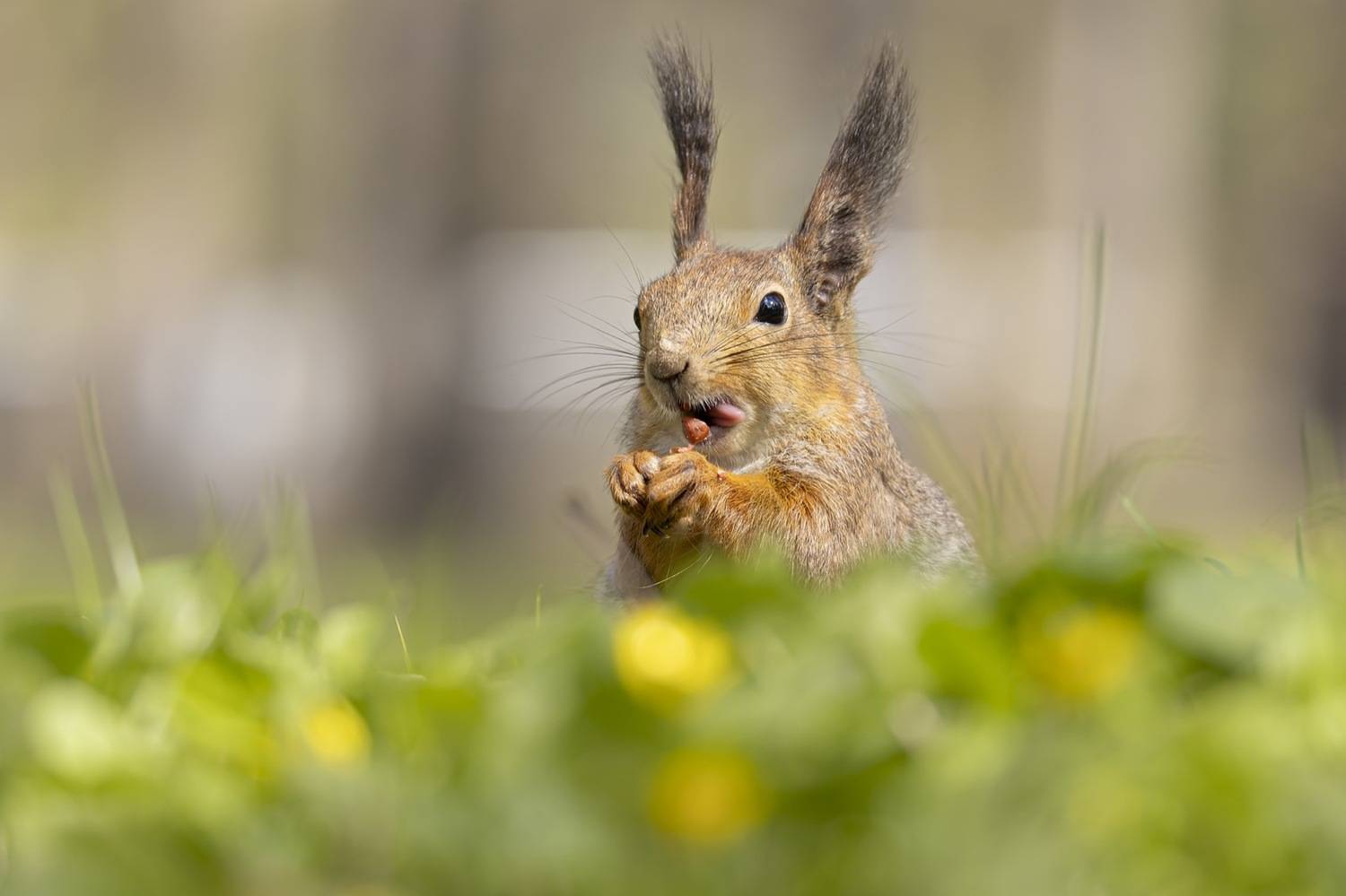белка, Руслан Pl
