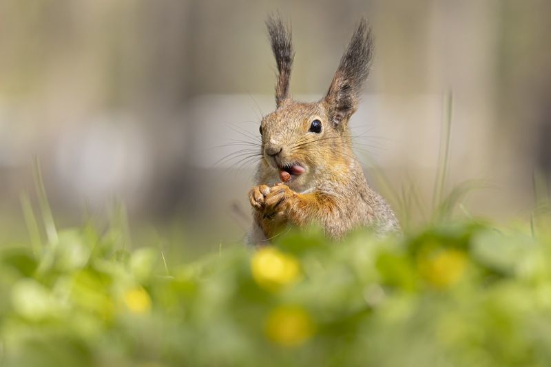 белка Белка фото превью