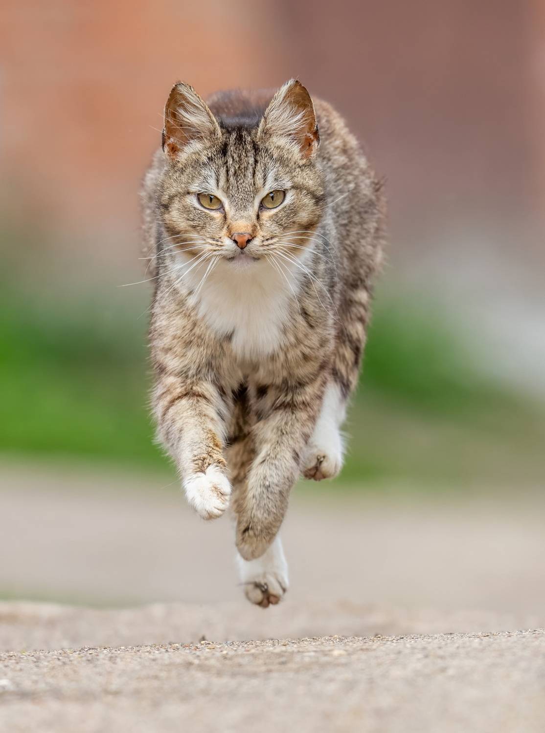 , Дэм Константин