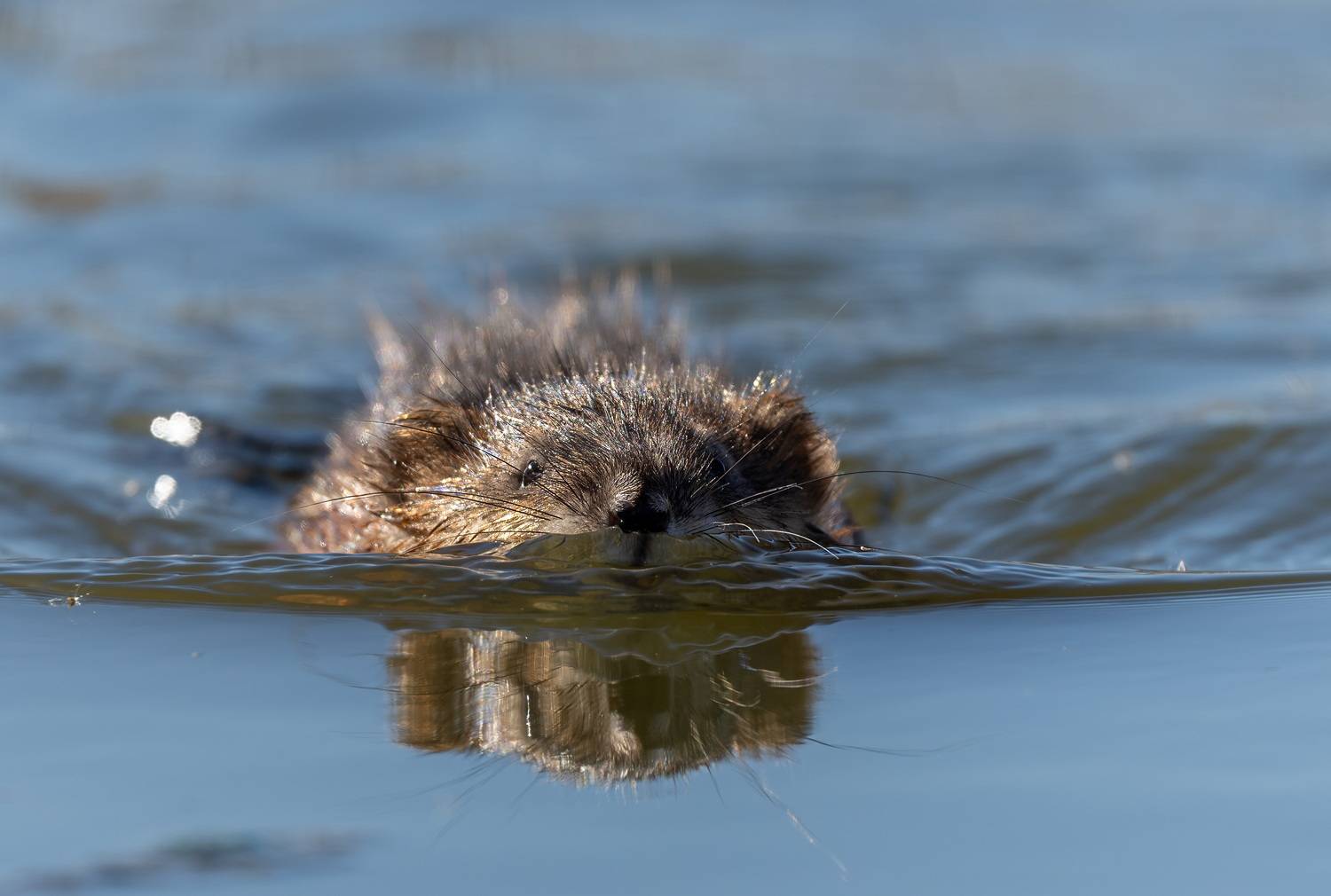 , Дэм Константин