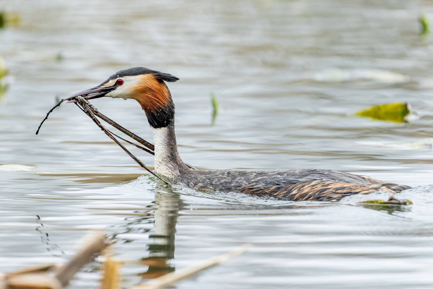 , Дэм Константин