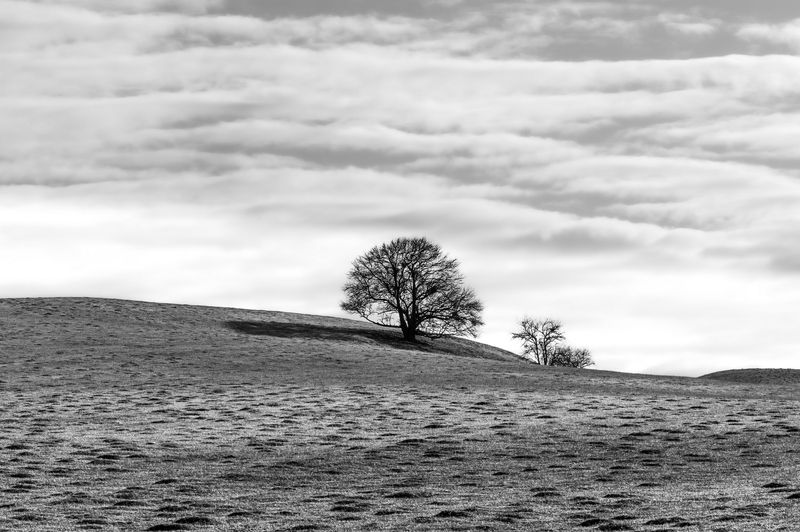 Дерево в поле фото превью
