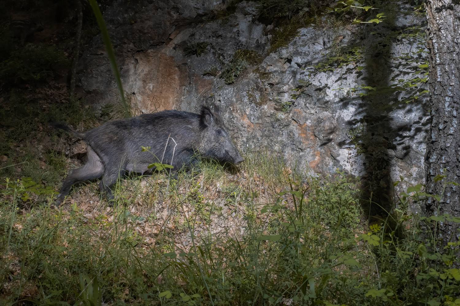 животные, дикая природа, animal, wildlife, Sajkovski Dejan