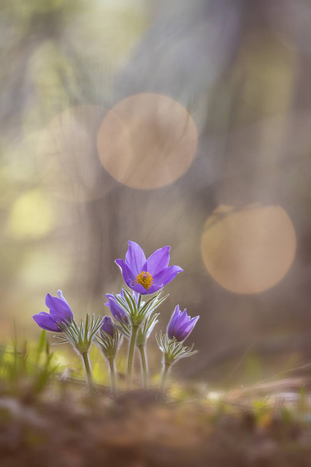 , Кузнецов Дмитрий