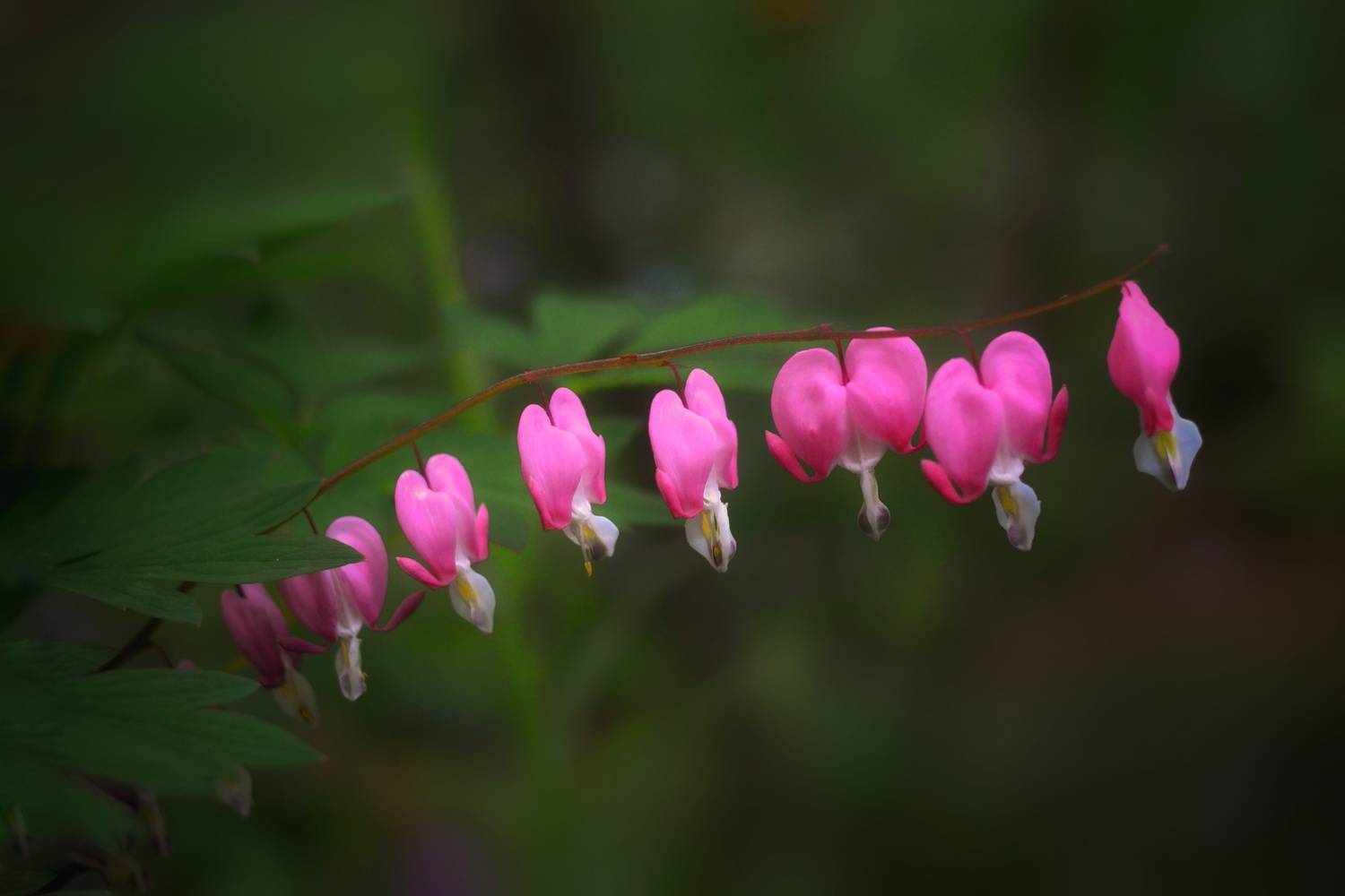 , Юлияна Стоянова