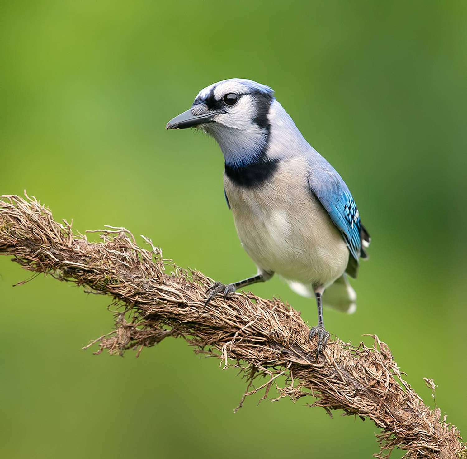blue jay, голубая сойка, cойка, jay, spring, весна, Etkind Elizabeth