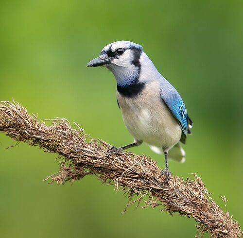Blue Jay - Голубая сойка