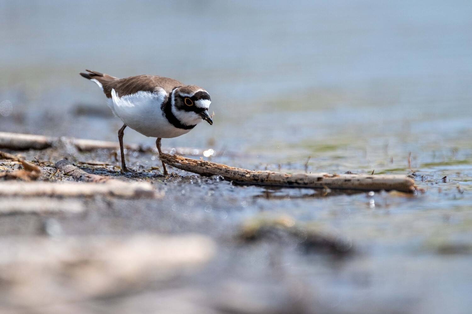 , Павел Ныриков