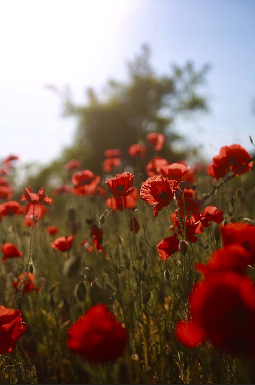 мак, цветение, цветы, поля, лето, солнце, Алёна Салтыкова