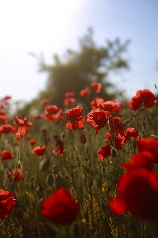 мак, цветение, цветы, поля, лето, солнце Маки фото превью