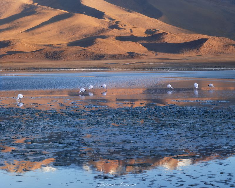 Фламинго в сине-золотом обрамлении. Боливия фото превью