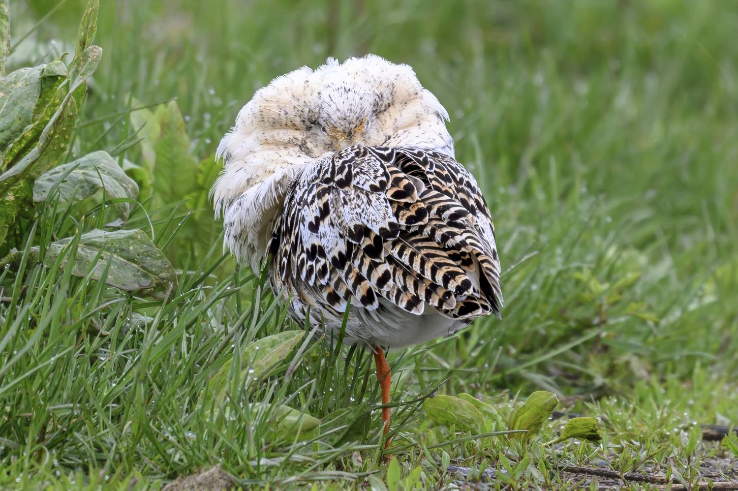 , Пупонин Сергей