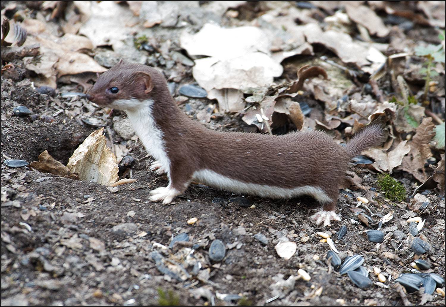москва, парк, ласка, АНАТОЛИЙ ДОВЫДЕНКО