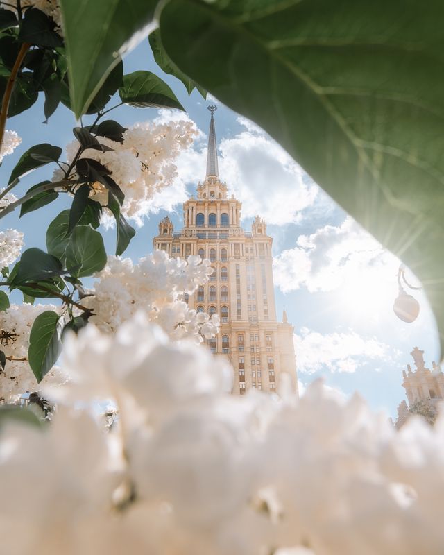 москва, весна, сирень, архитектура, гостиница украина, radisson Сирень у гостиницы Украина фото превью