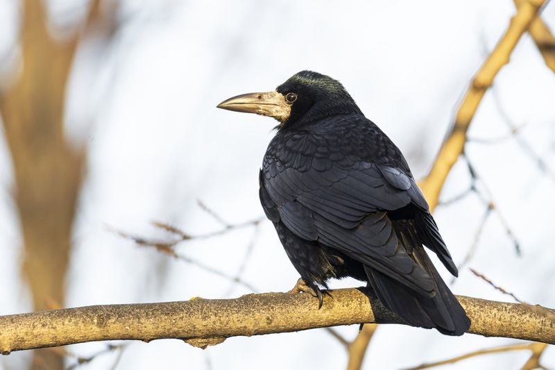 грач, птицы Грач фото превью