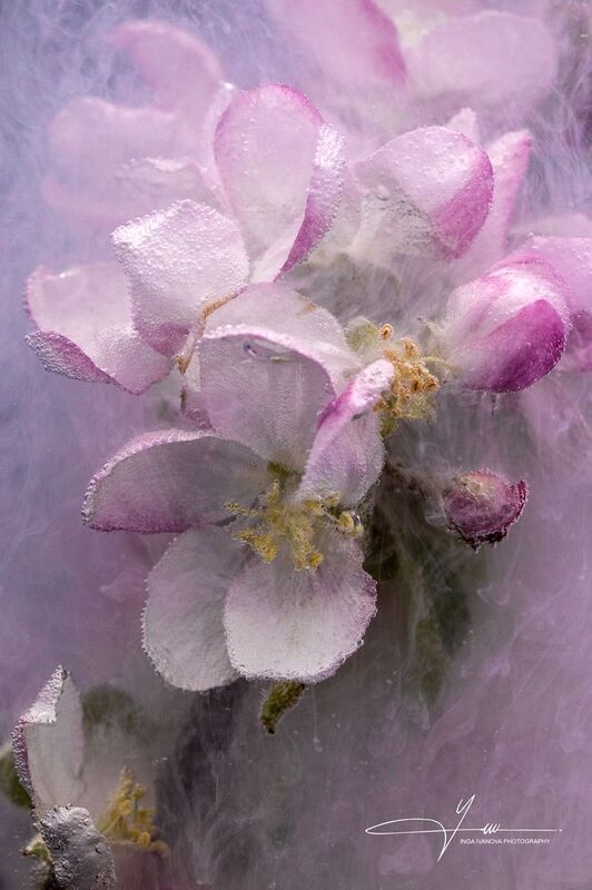 Windy Apple Blossom Time фото превью