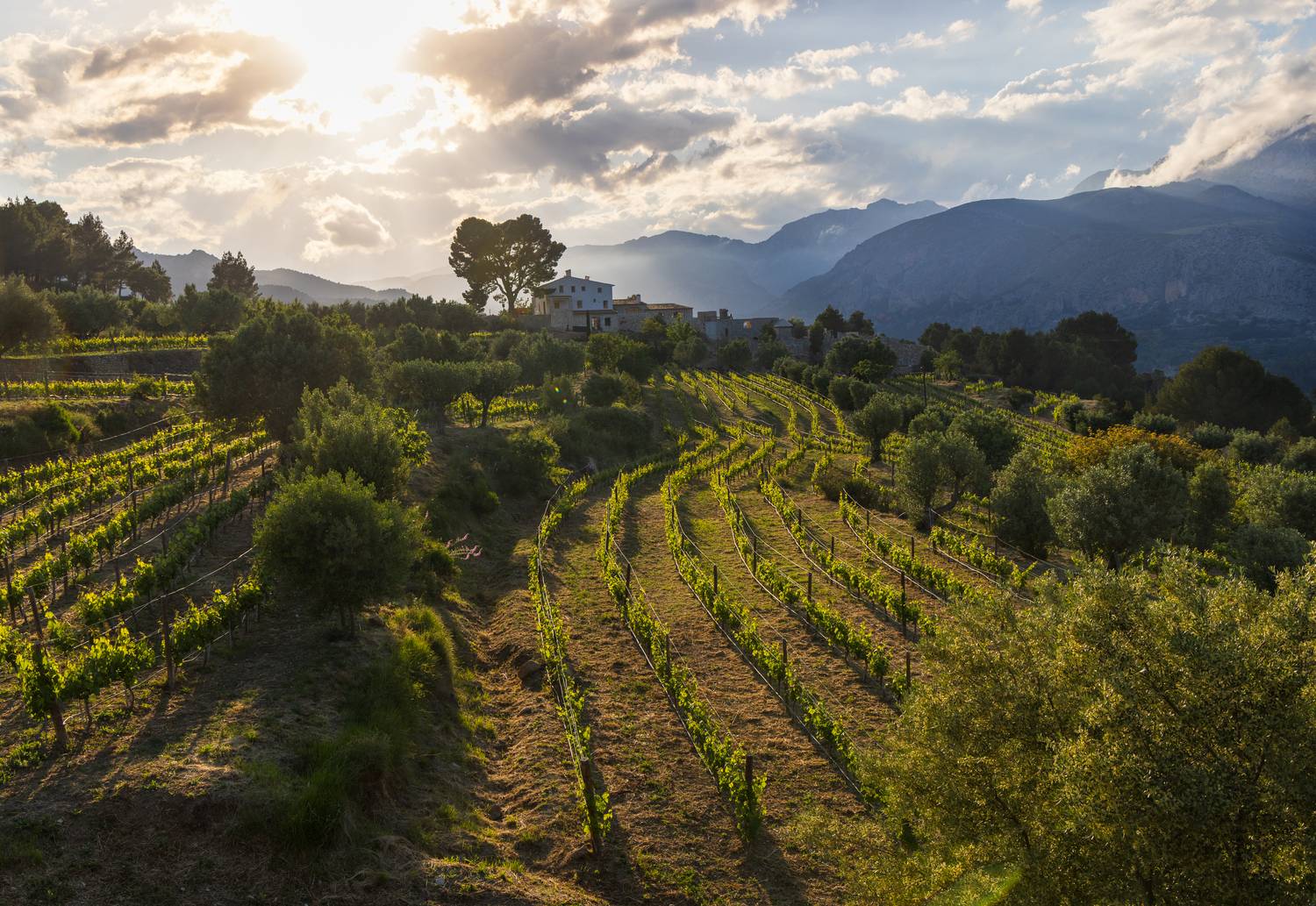 , Алекс Римский