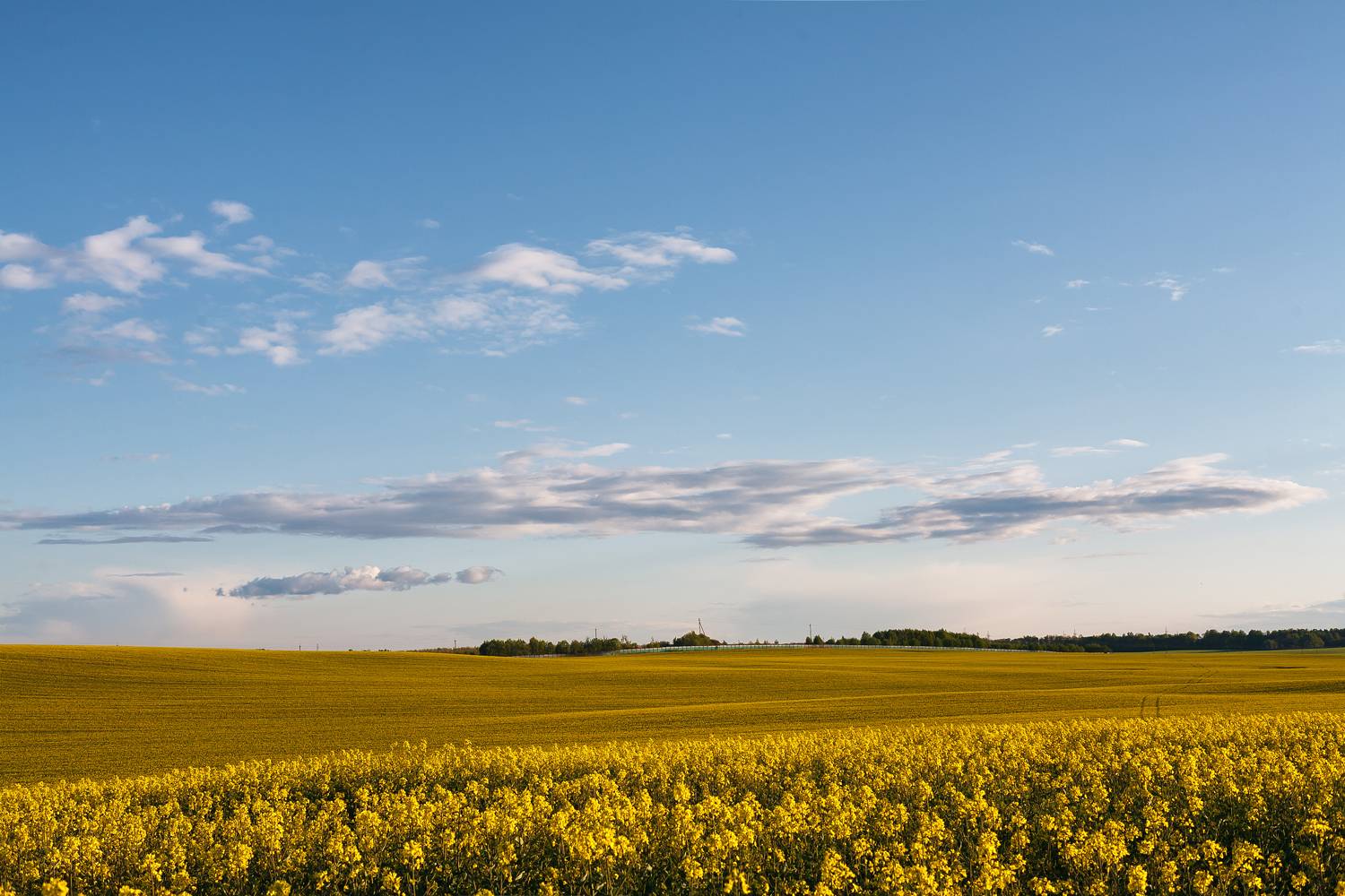 весна май рапс вечер закат поле, Карабинов Дима