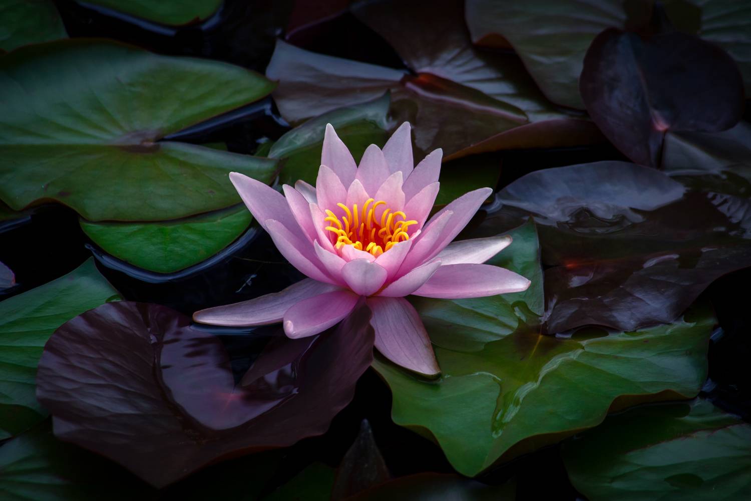 , Сергей Алексеев