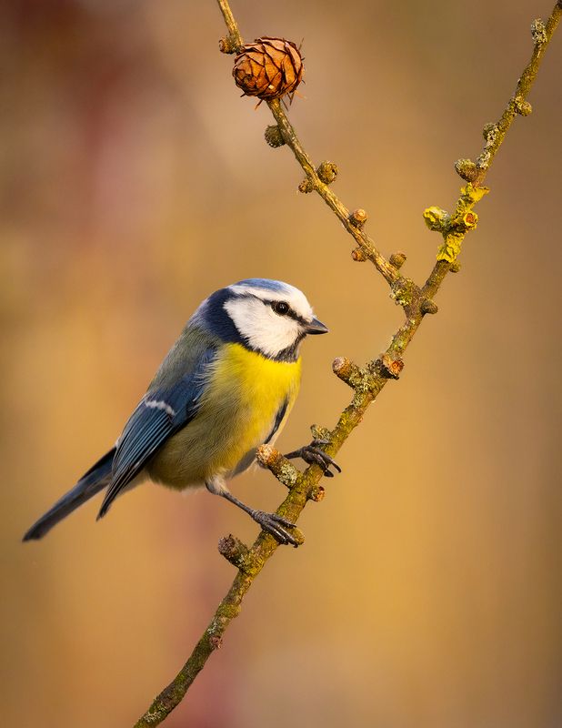 Titmouse фото превью