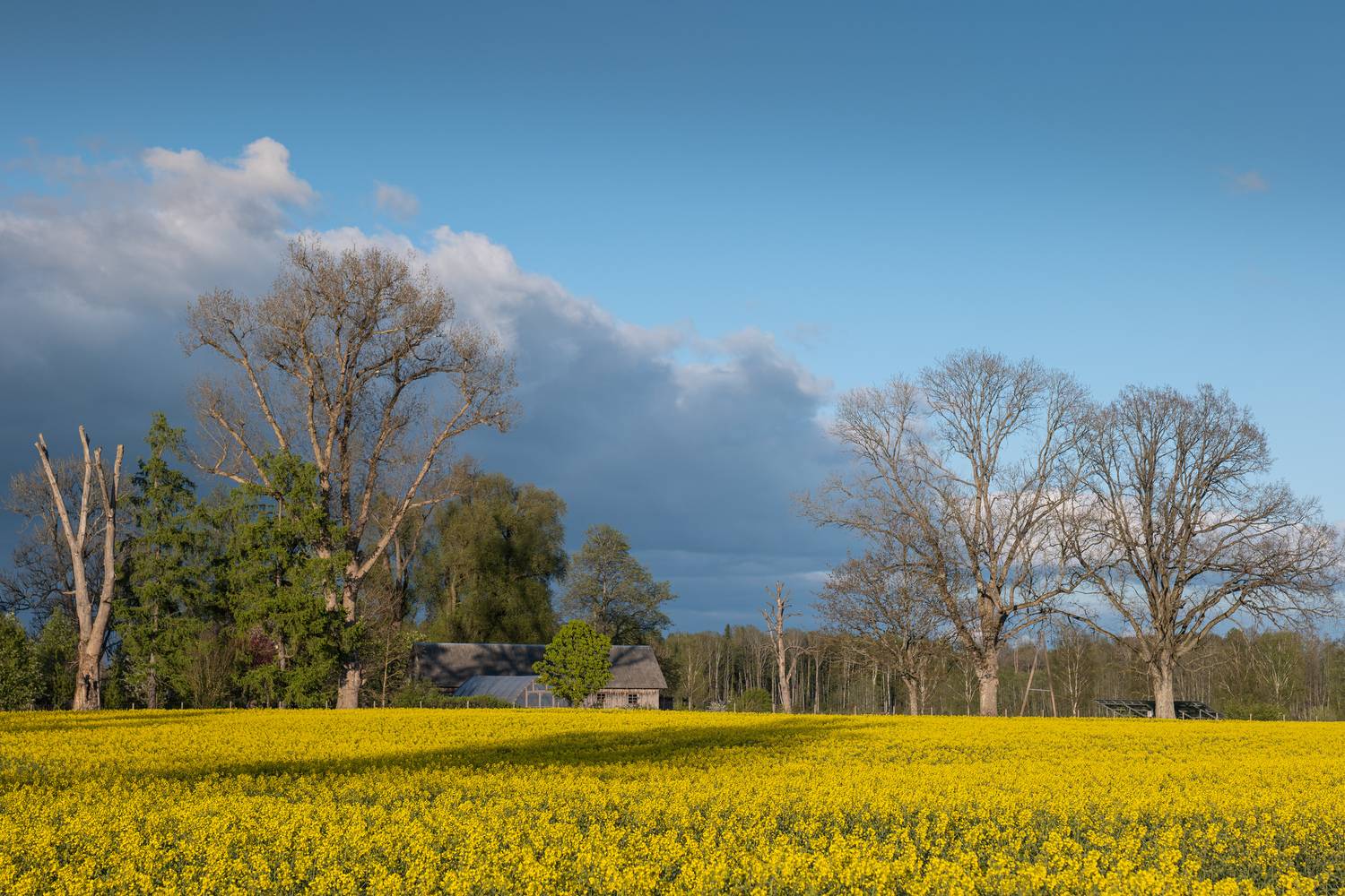 , Гордон Николай