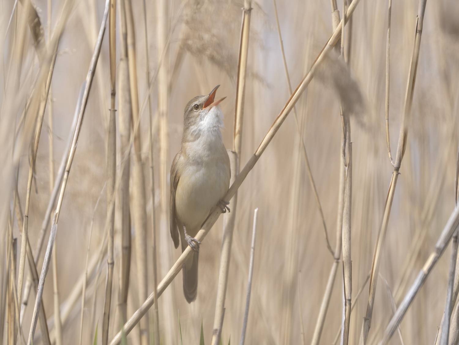 птицы,природа, весна, Андрей Киселёв