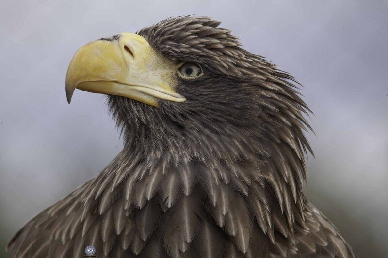 Steller\\\'s sea eagle фото превью