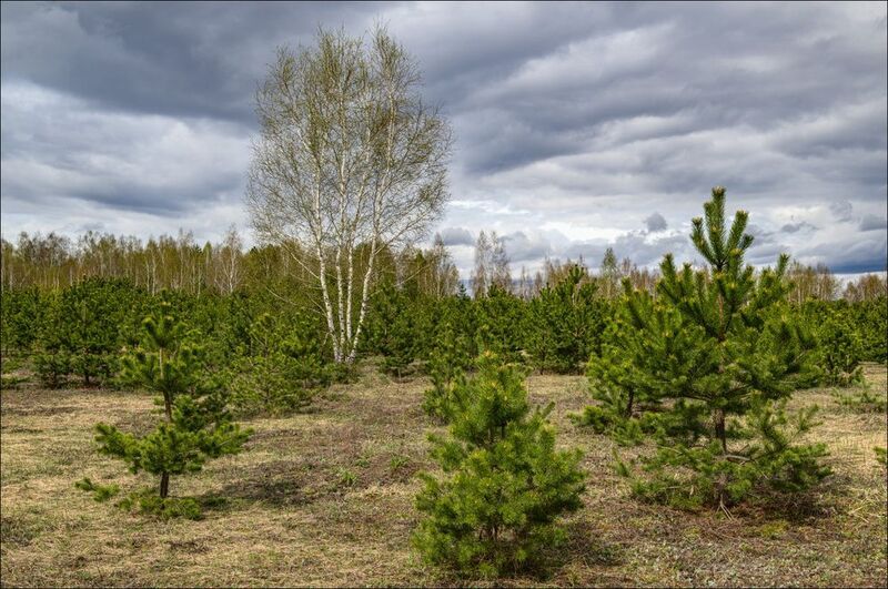Когда серая весна переходит в  начало зелёной весны (продолжение) фото превью