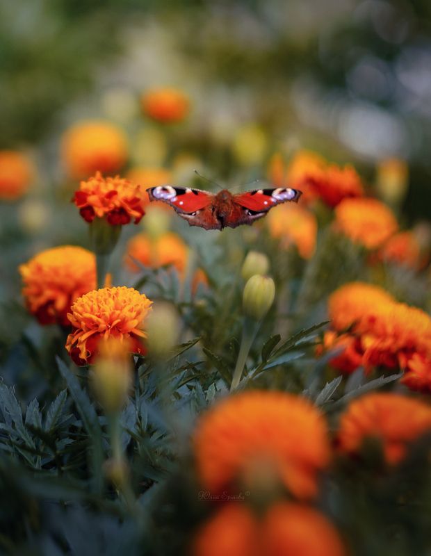 Улетающее лето фото превью