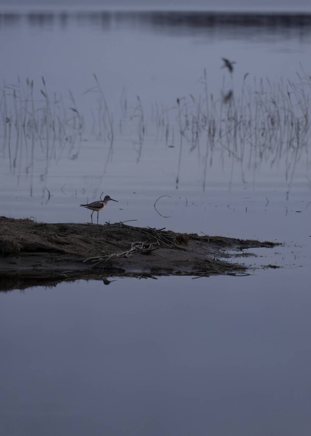 Россия, Новгородская область, Боровичи, озеро Шерегодра, птица кулик,, Гаврилов Юрий