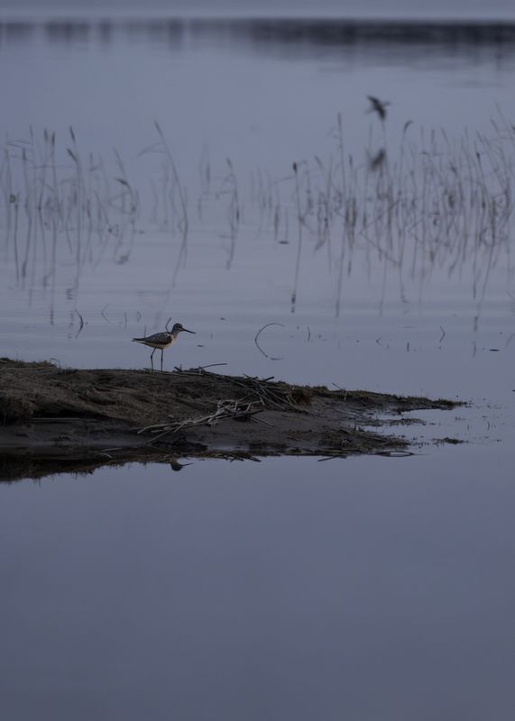 Россия, Новгородская область, Боровичи, озеро Шерегодра, птица кулик, У озера Шерегодра фото превью
