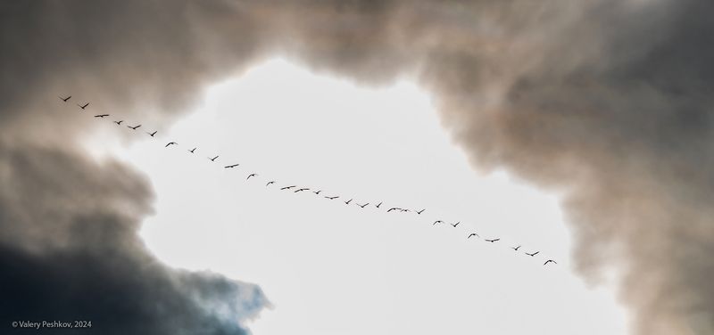 лебеди, стая, перелётные птицы, осень, река, курейка, плато путорана, предзимье, таймыр, заполярье, владимир коваль Вот и закончились теплые дни … фото превью