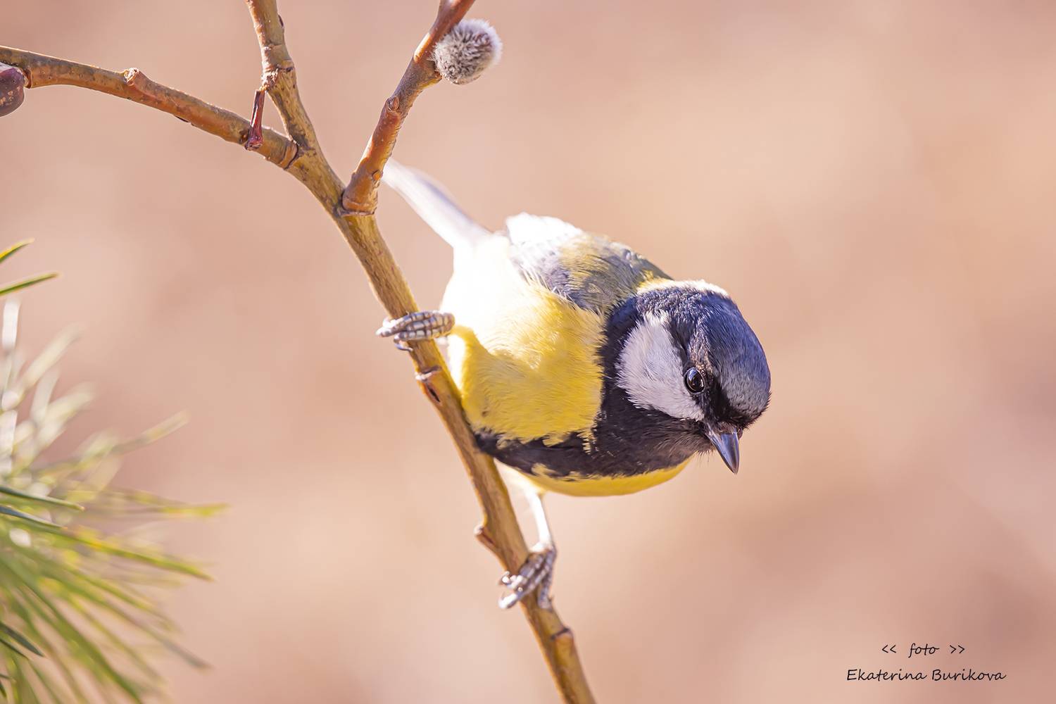 , Бурикова Екатерина