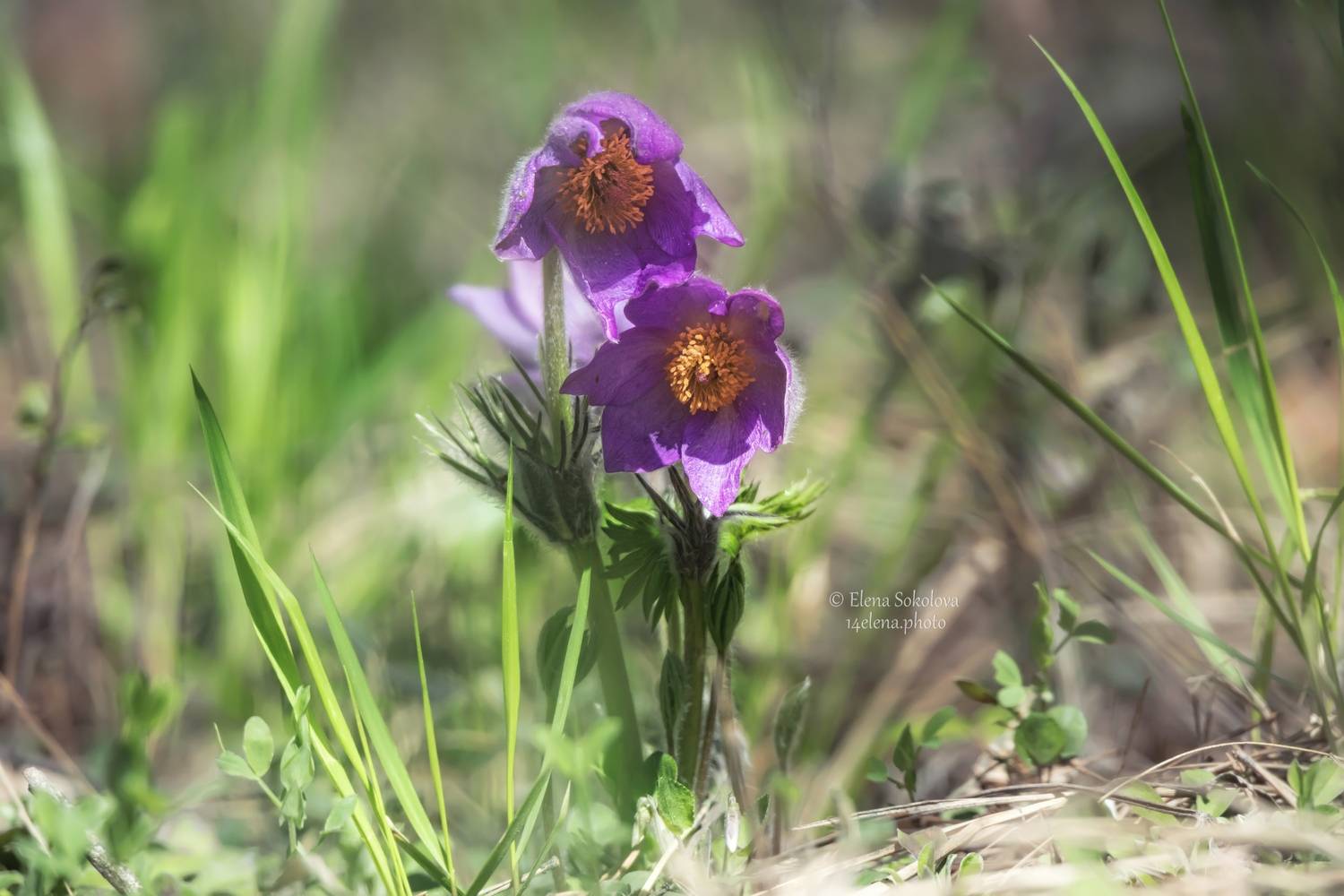 , Соколова Елена