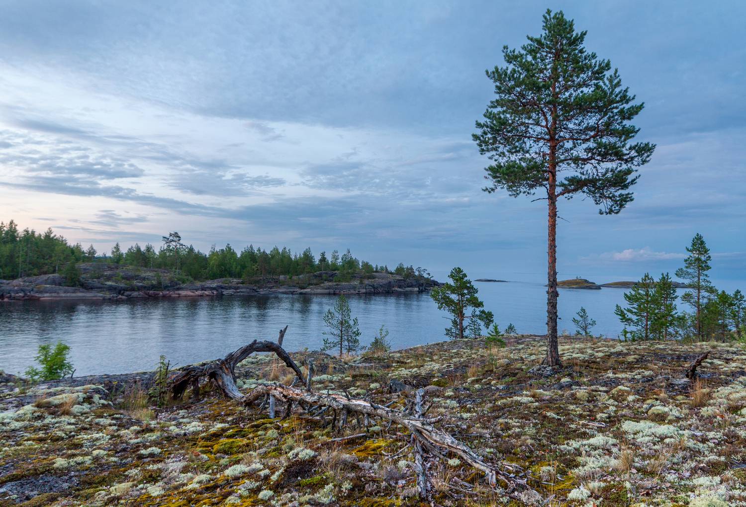 , Комарова Вера