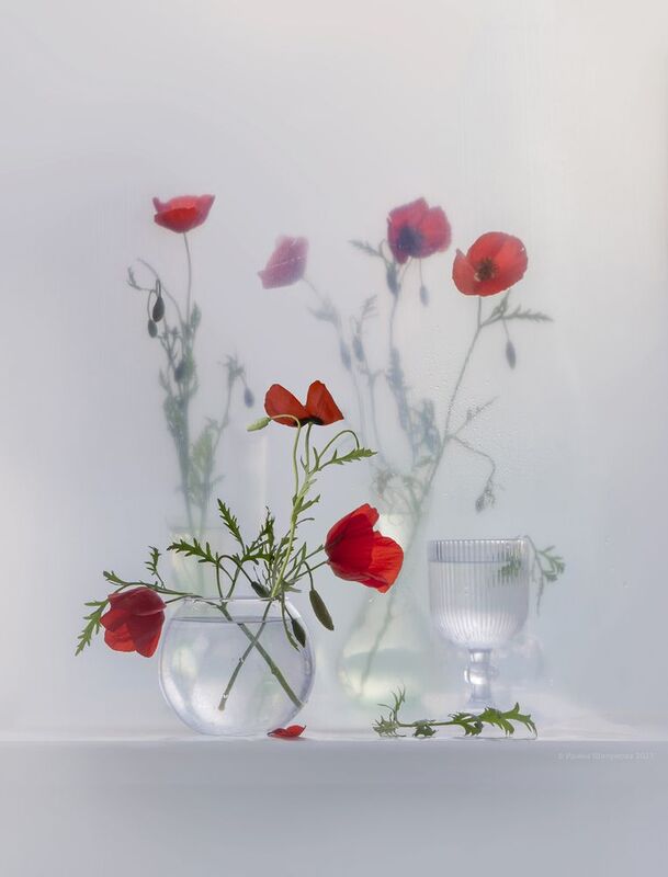 Маковая рапсодия фото превью