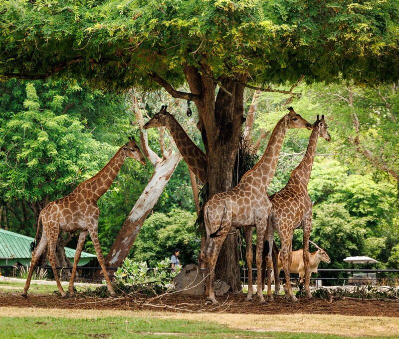 #Жирвф #animals #wildlife #animallovers #wild #giraffe #animal_captures #thai #thailand #khaokheow Жирвф фото превью