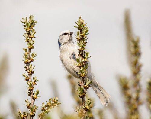 Князёк  (3 ФОТО)