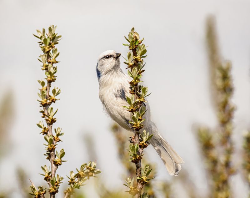 птица, князёк, белая лазоревка, весна, Князёк  (3 ФОТО) фото превью