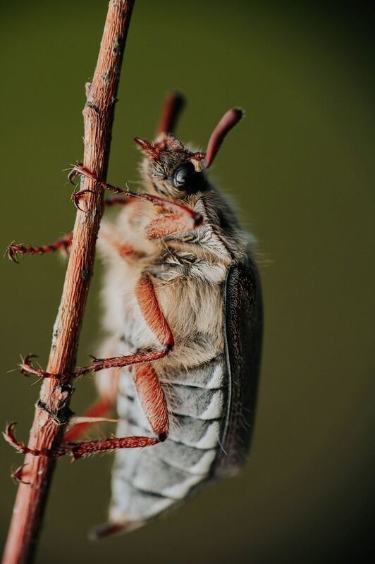 макро, майский жук Майский пушистик фото превью