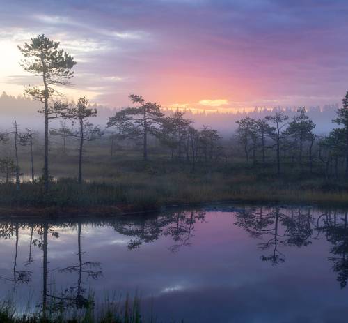 Утро на болоте