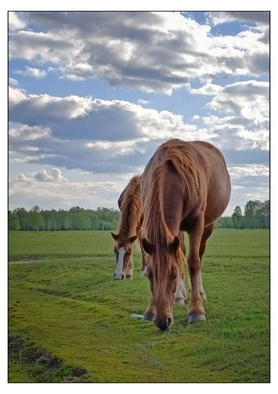 Просто лошади на вольном выпасе фото превью