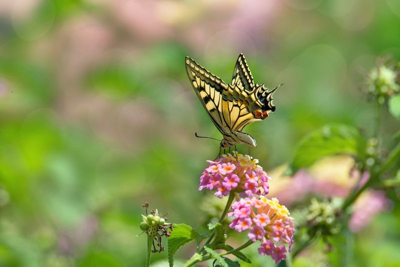 *Летнее утро фото превью