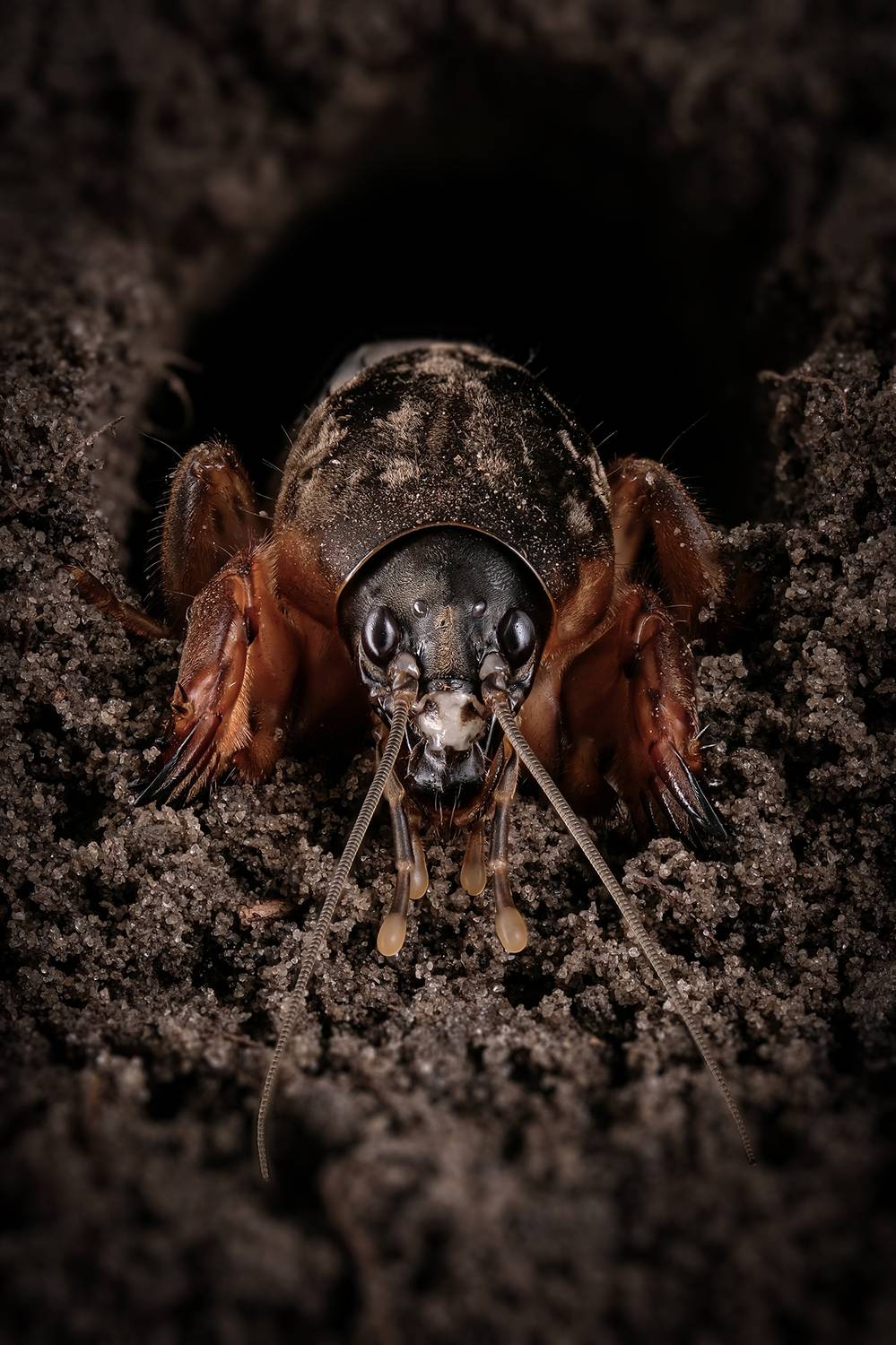 , Васильев Роман